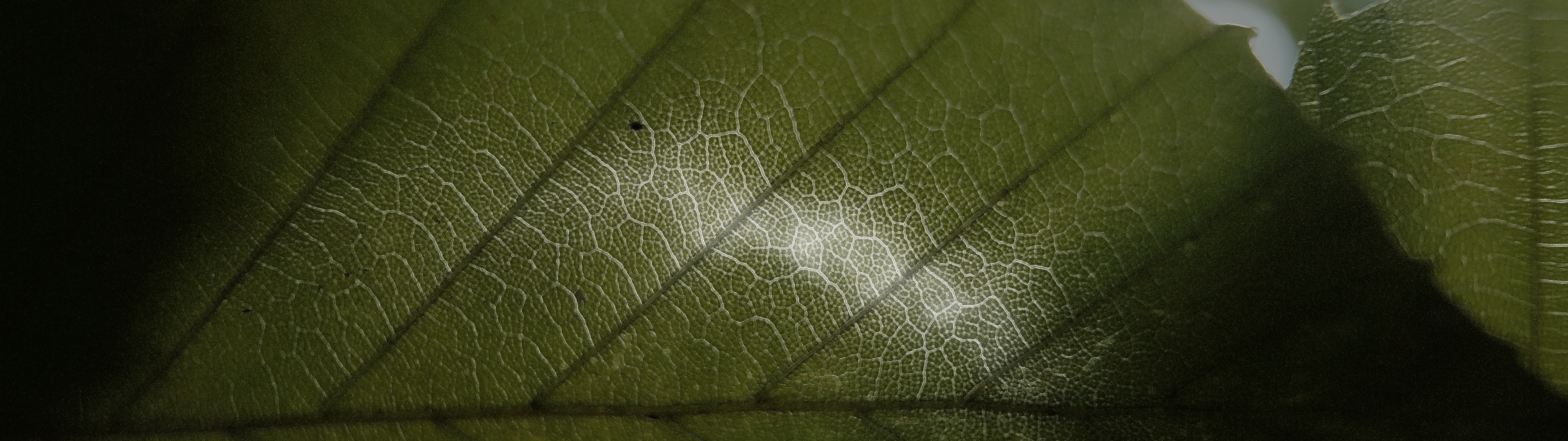 Leaf veins macro